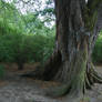 tree IV