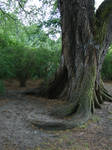 tree IV