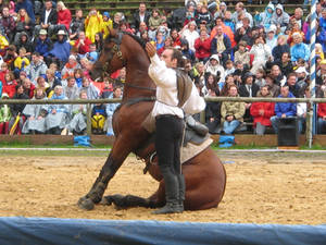 rider with horse