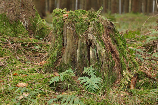 tree stump 1