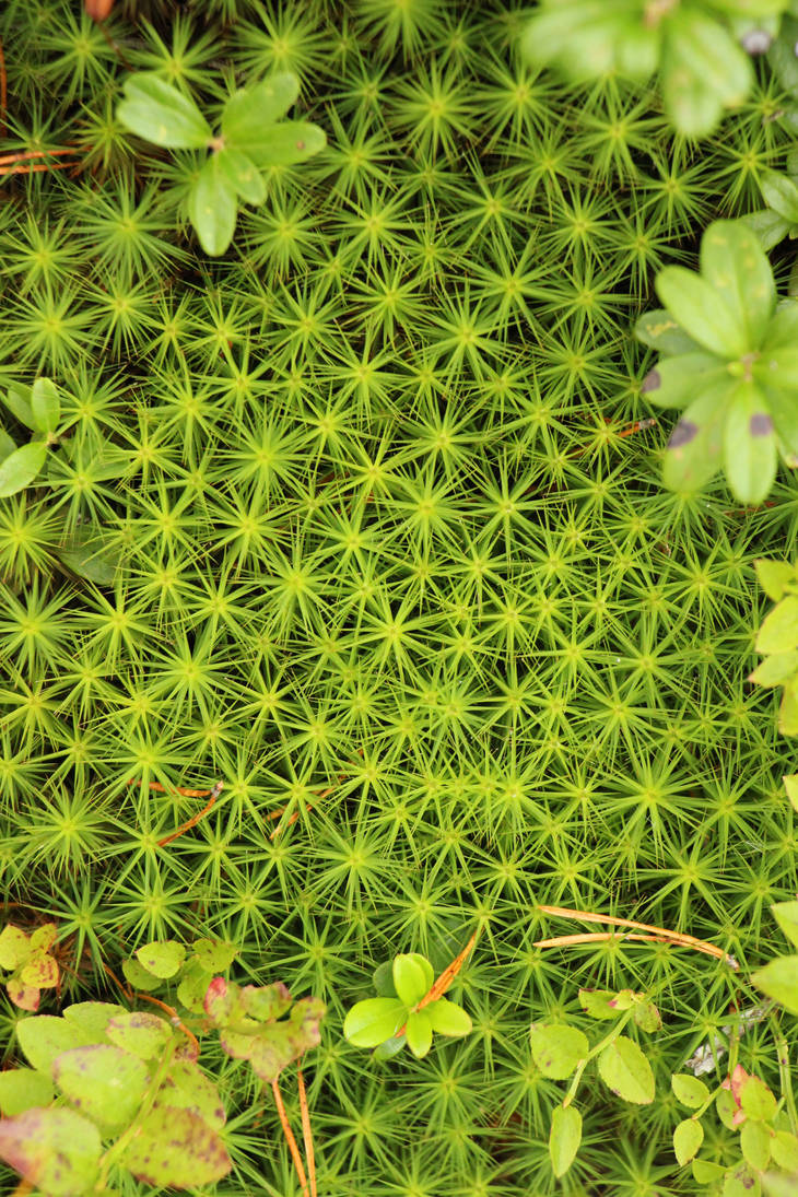 swedish moss