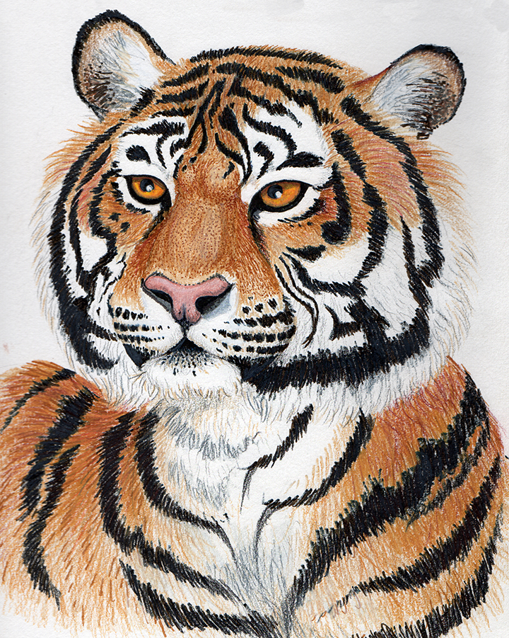 Colored Pencil Bengal Tiger