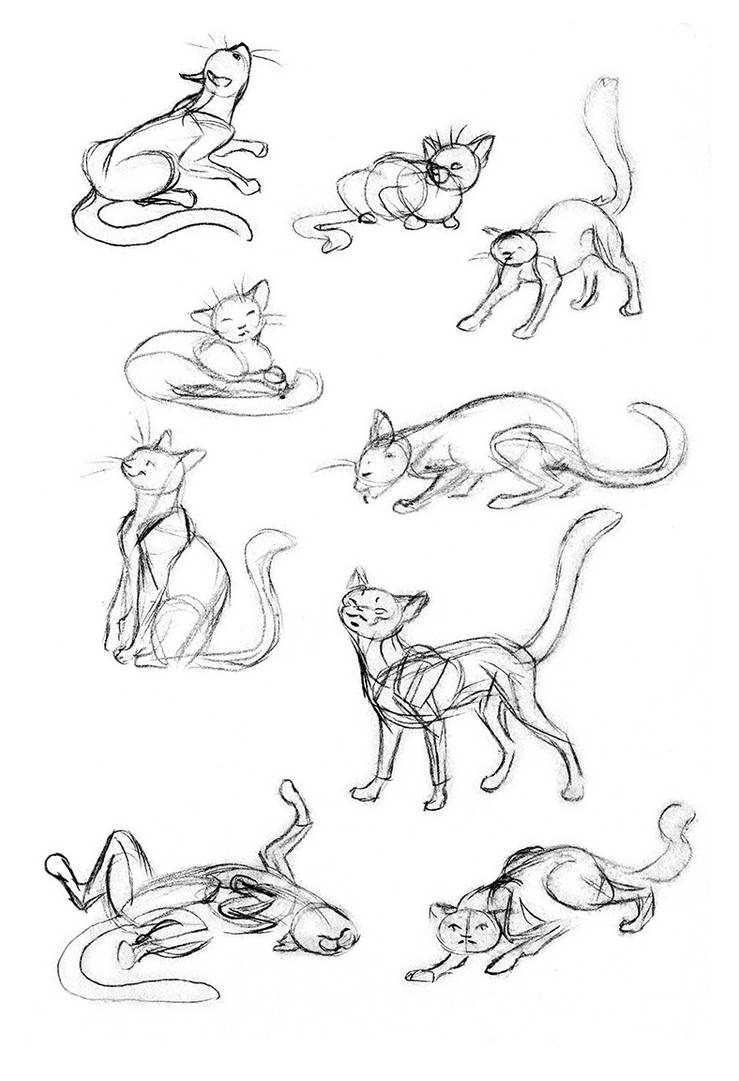 Cat Sketch Poses by OnTheMountainTop on DeviantArt
