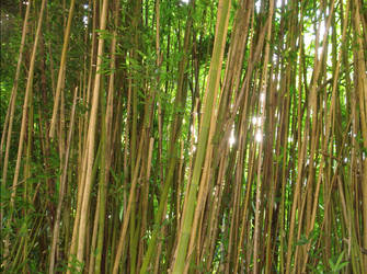 Bamboo