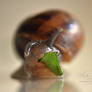 Snail Munch