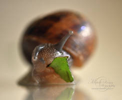 Snail Munch