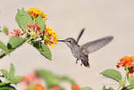 Hummingbird by MichelleRamey