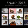 Snails Calendar 2015