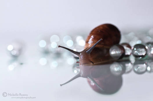 Snail Oracle