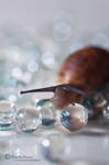 Snail Oracle II by WaterandSnails