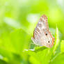 Panamanian Butterfly