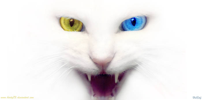 Cats Eyes Wallpaper