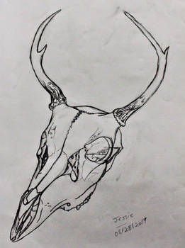 Deer Skull Pencil Lineart