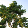 Backyard Pine Tree