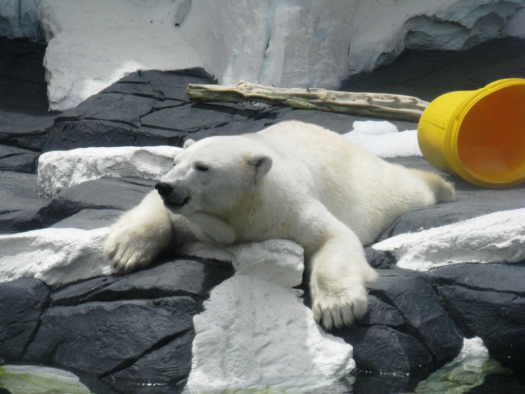 Seaworld Polar Bear by BigMac1212 on DeviantArt