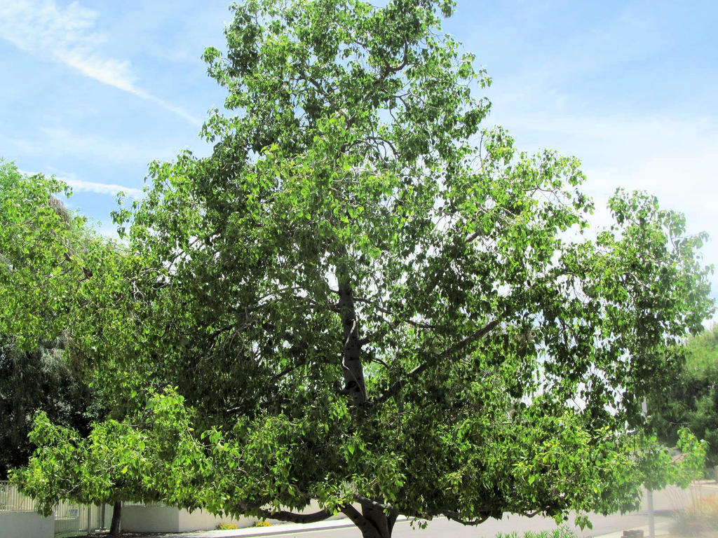 Neighbor's Tree 1