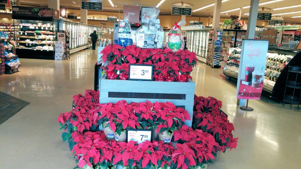 Safeway Poinsettias