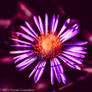 Colorized Flower