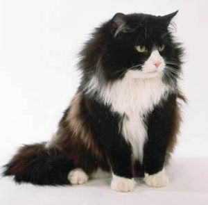 Long Haired Cat