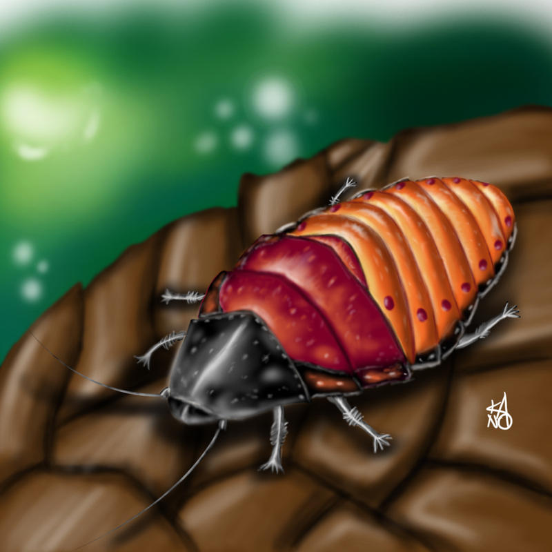 cockroach by spider071 on DeviantArt