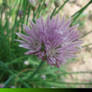 garlic blossom