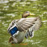 Mallard #1