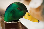Mr Duck by DominikaAniola