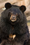 Asian Black Bear by DominikaAniola