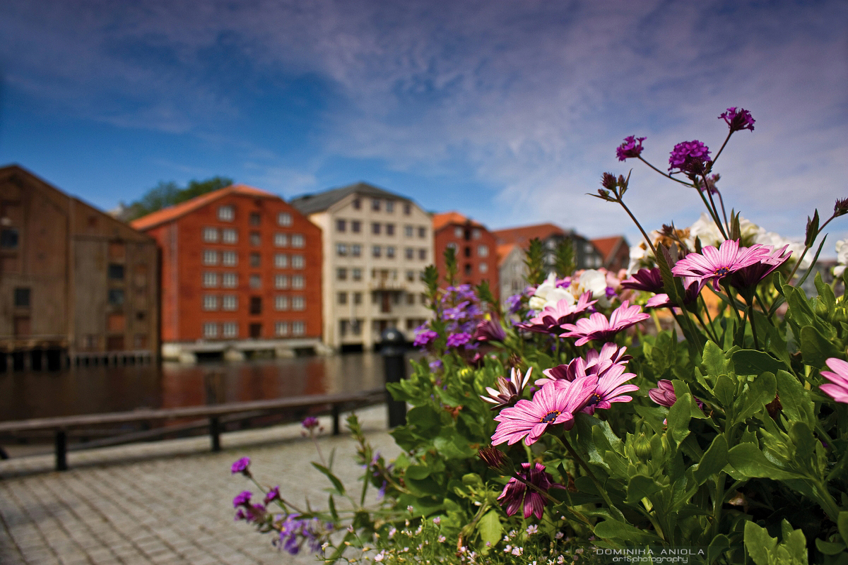 Flowers in Trondheim