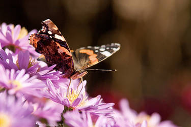 Autumn butterfly