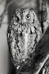 Little Owl by DominikaAniola