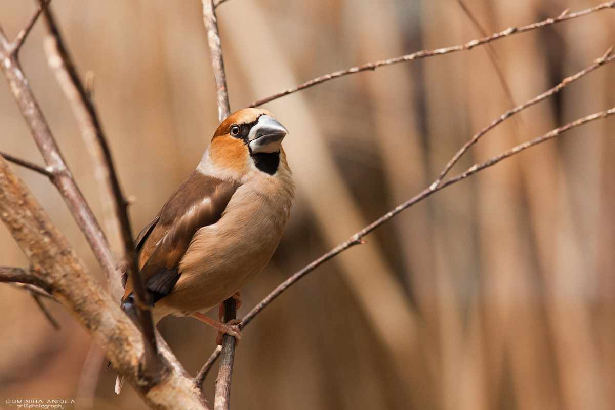 Hawfinch #1