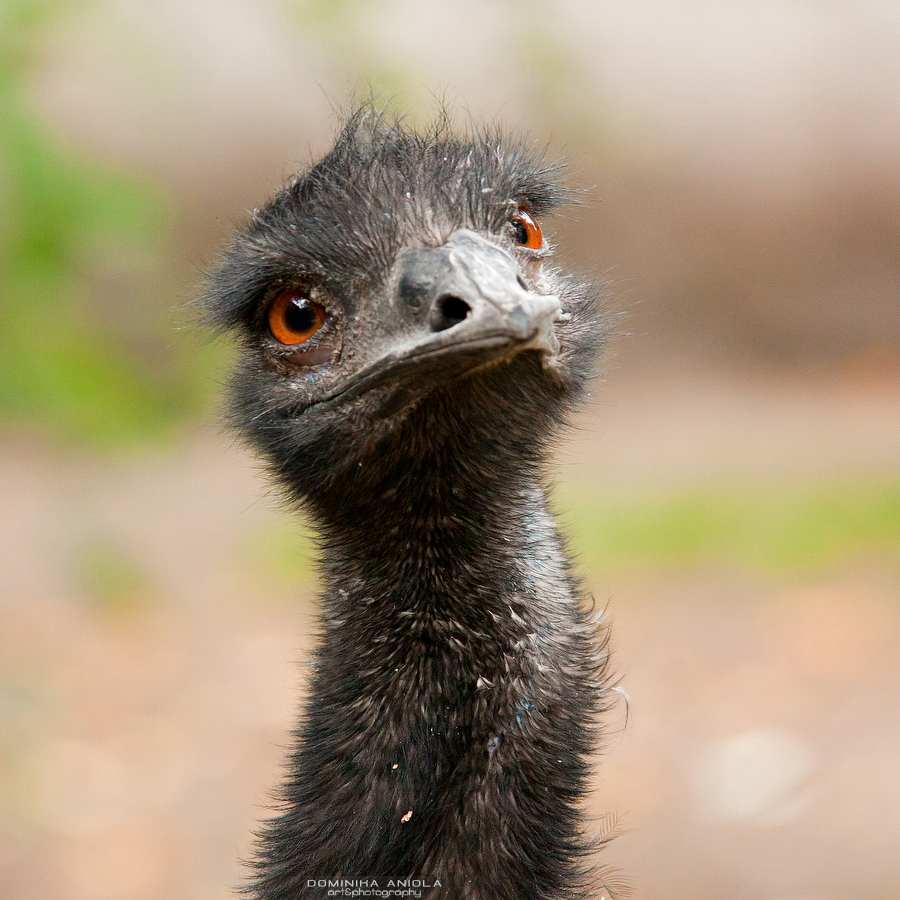 Emu