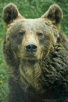 Eurasian Brown Bear