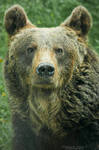 Eurasian Brown Bear by DominikaAniola