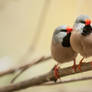 Long-tailed finch