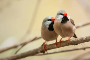 Long-tailed finch by DominikaAniola