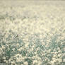 Alone in the canola field