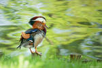 Mandarin Duck by DominikaAniola