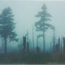 Dark forest