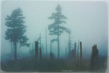 Dark forest by DominikaAniola