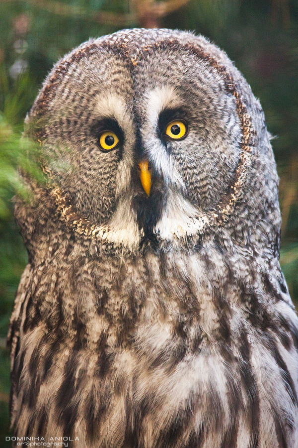 Great Grey Owl