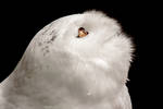 Snowy Owl by DominikaAniola