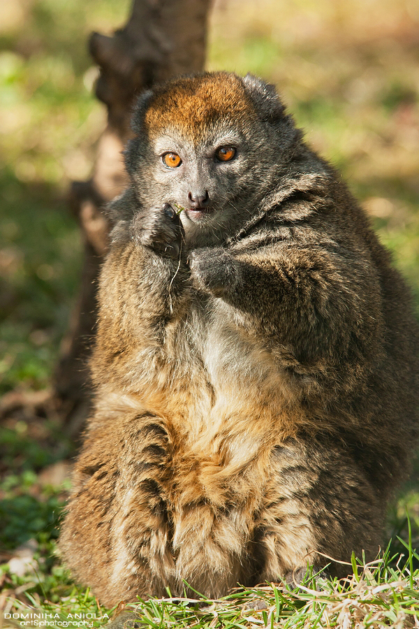 Alaotran Gentle Lemur