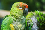 Nanday Parakeet by DominikaAniola
