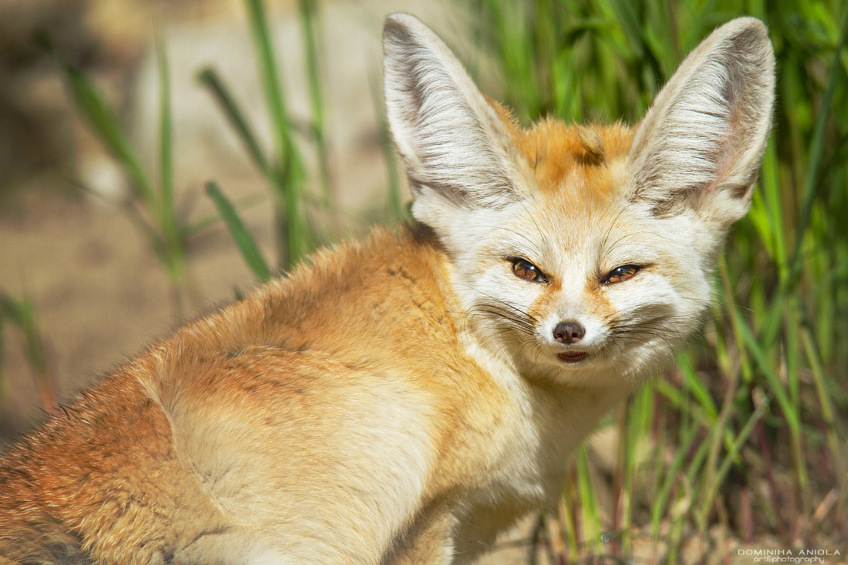 Fennec Fox