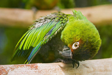 Green Parakeet by DominikaAniola