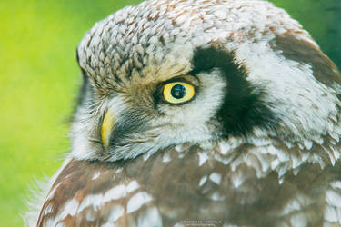 Northern Hawk Owl by DominikaAniola