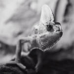 Chameleon by DominikaAniola
