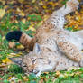 Playful Lynx